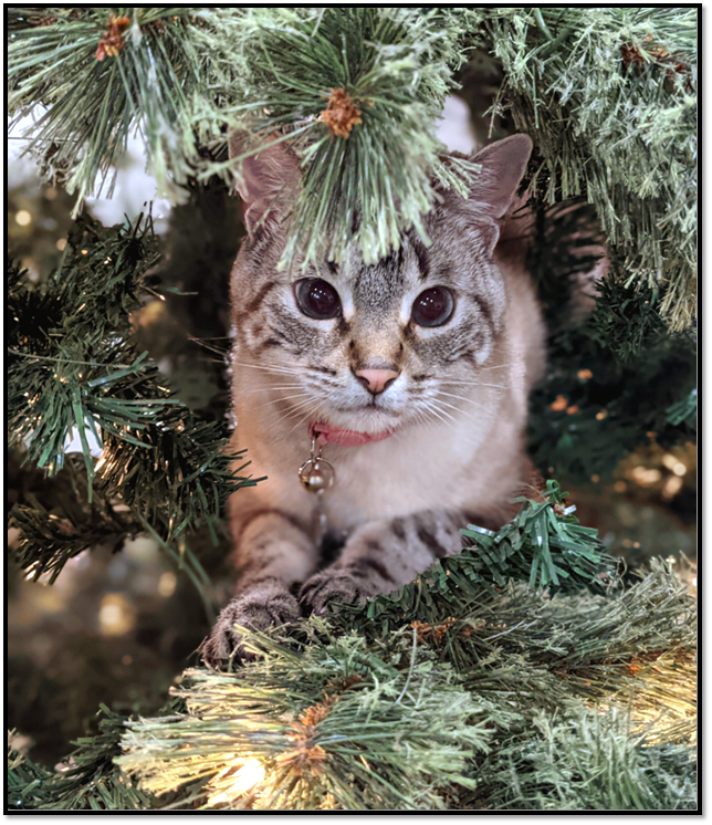 Источник: https://pikabu.ru 