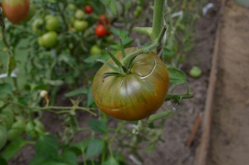 Томаты в теплице.