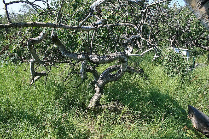 Wikimedia