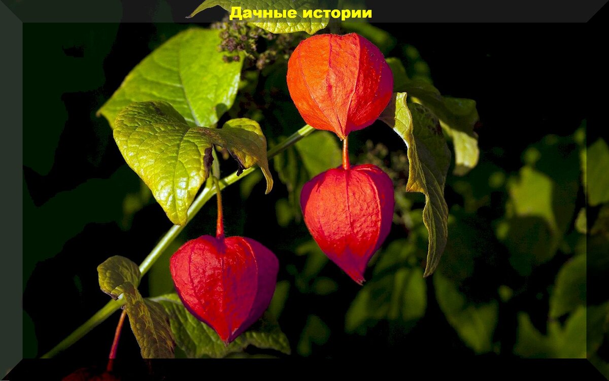 https://vk.com/photo-159774511_457255165