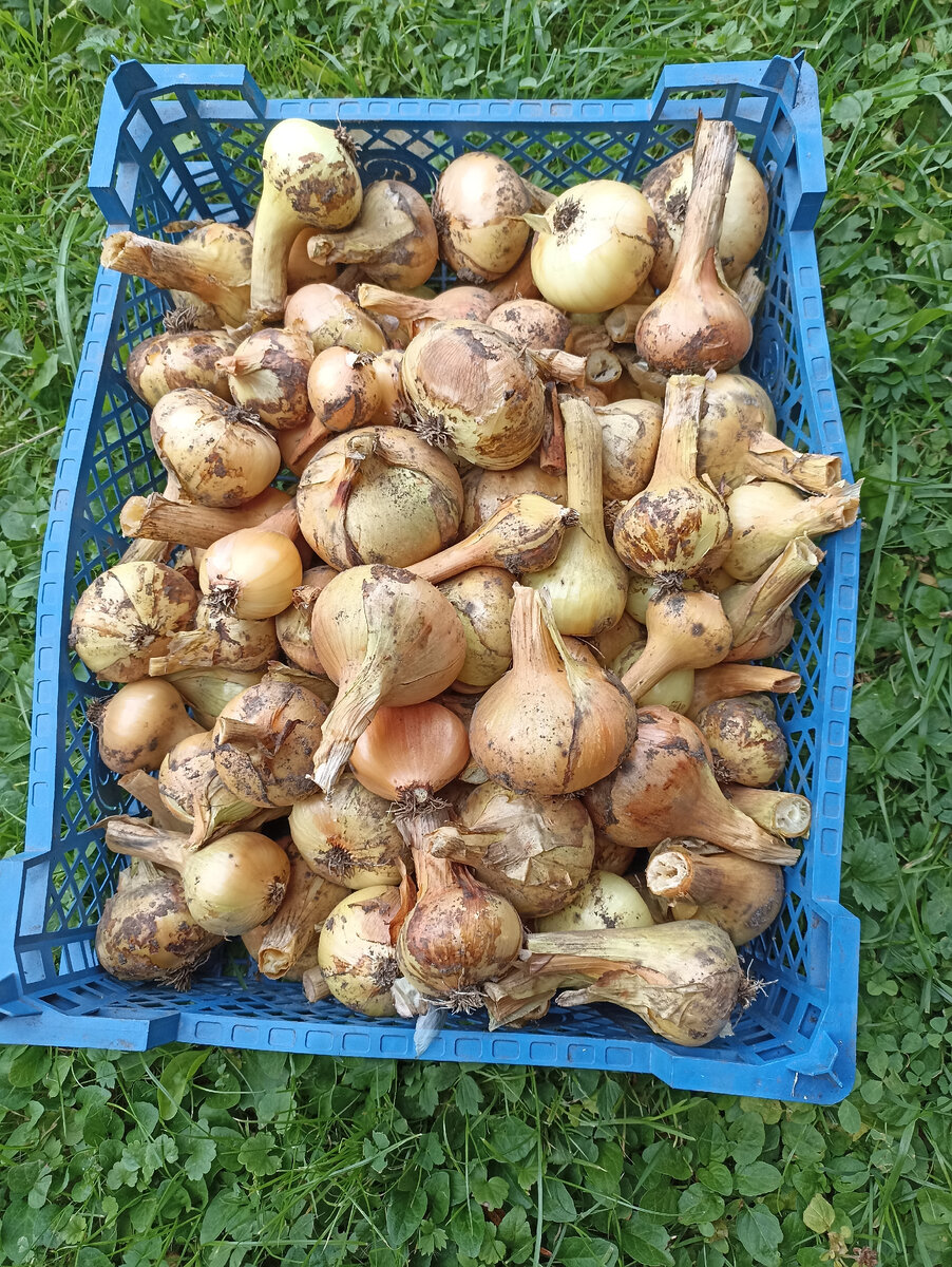 Мой урожай лука Штутгартен ризен с одной сетки 0,5 кг. 