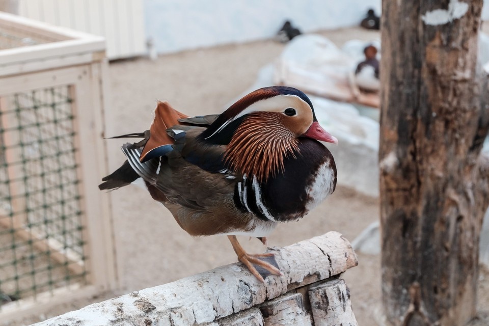     Зоопарку исполняется 75 лет. Даба ДАБАЕВ