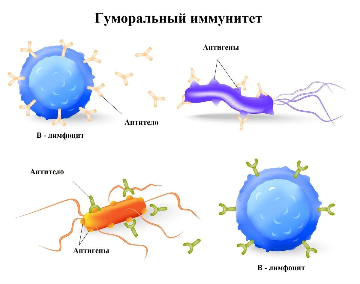 Гуморальный иммунитет. Антитело находит специальные участки (антигены) на поверхности бактерий, вирусов или других структуры и связывается с ними. 