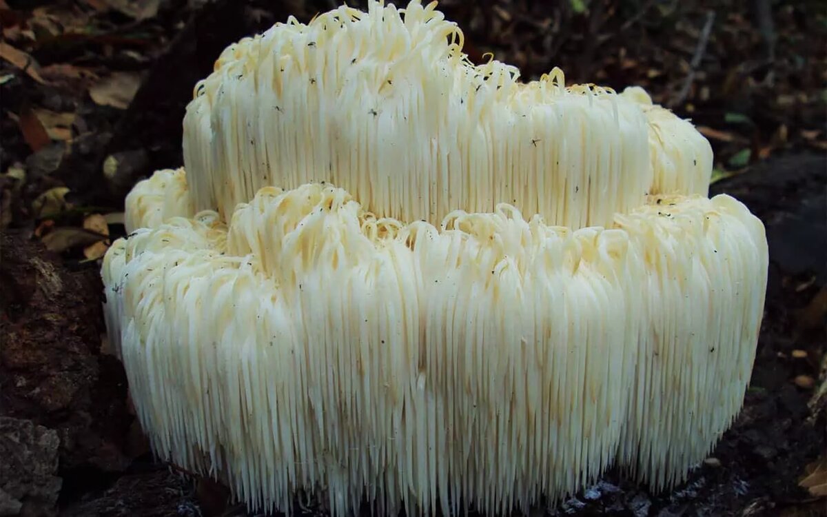 Грибы: львиная грива,рейши и кордицепс.
