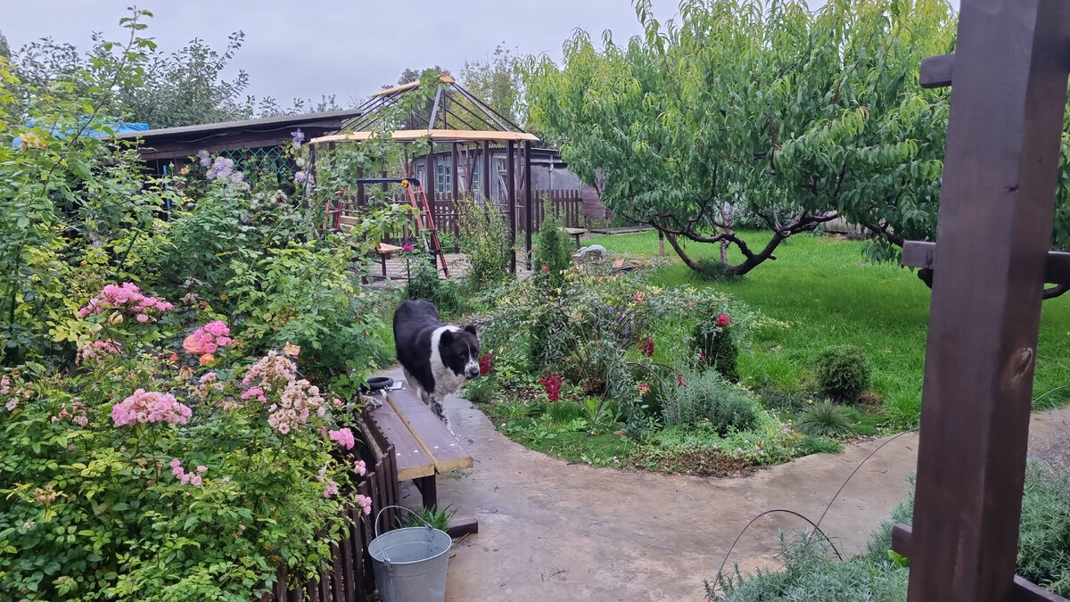 Наша беседка из металлопрофиля своими руками. Стоит в середине участка, чтобы из неё было видно всё вокруг на участке на расстоянии. На этом фото-непосредственно вход в сад, строящаяся беседка видна на расстоянии.