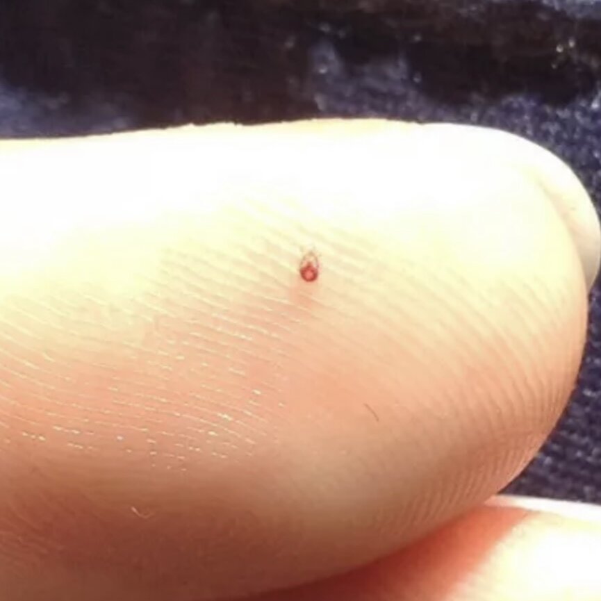 Фото из открытого источника. Свои фото не сделали. 