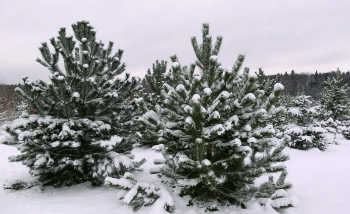    Фото из открытых источников