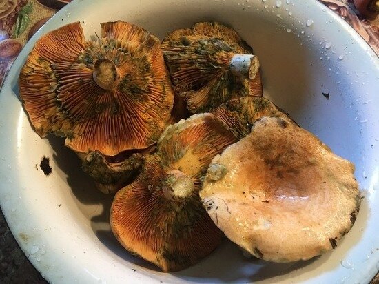     Грибы. Фото: saratov.mk.ru "МК в Саратове"