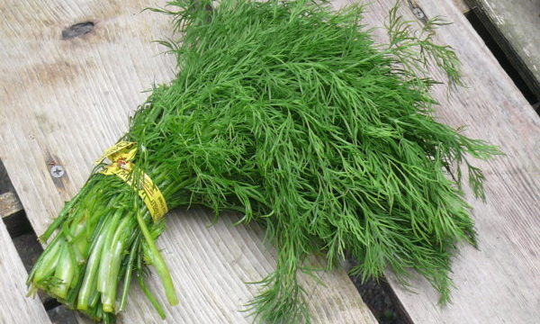 Многие люди активно используют укроп при готовке самых разнообразных блюд, эта приправа считается поистине универсальной. Укроп хорош и в свежем виде, особенно если добавить его в суп, салат или жаркое, но и в виде сушёной приправы он сохраняет большую часть своего аромата. При этом он широко распространён в основном в Европе, странах СНГ и в Северной Америке, а в других регионах он практически не используется. Отчасти это, возможно, связано с тем, что в кухнях некоторых стран он не пользуется популярностью.