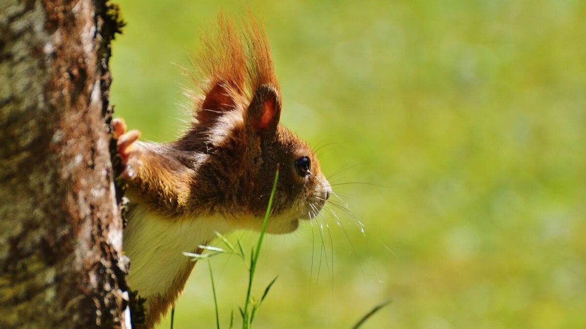 Белку часто можно встретить рядом с жильем человека. Фото: pxhere.com