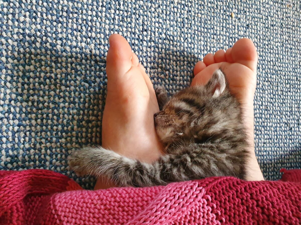 Котий ребенок Бейонсе спит в ногах человеческого ребенка по имени Макар. Фото @ТелеМамЛена