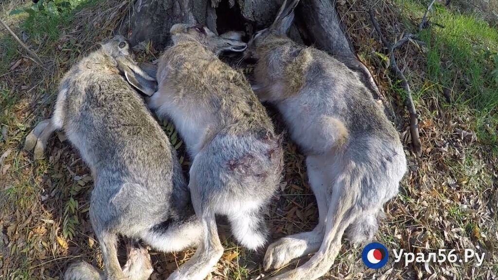    Госдума РФ внесла изменения в закон «Об охоте». Разрешение можно будет получить и в электронном виде