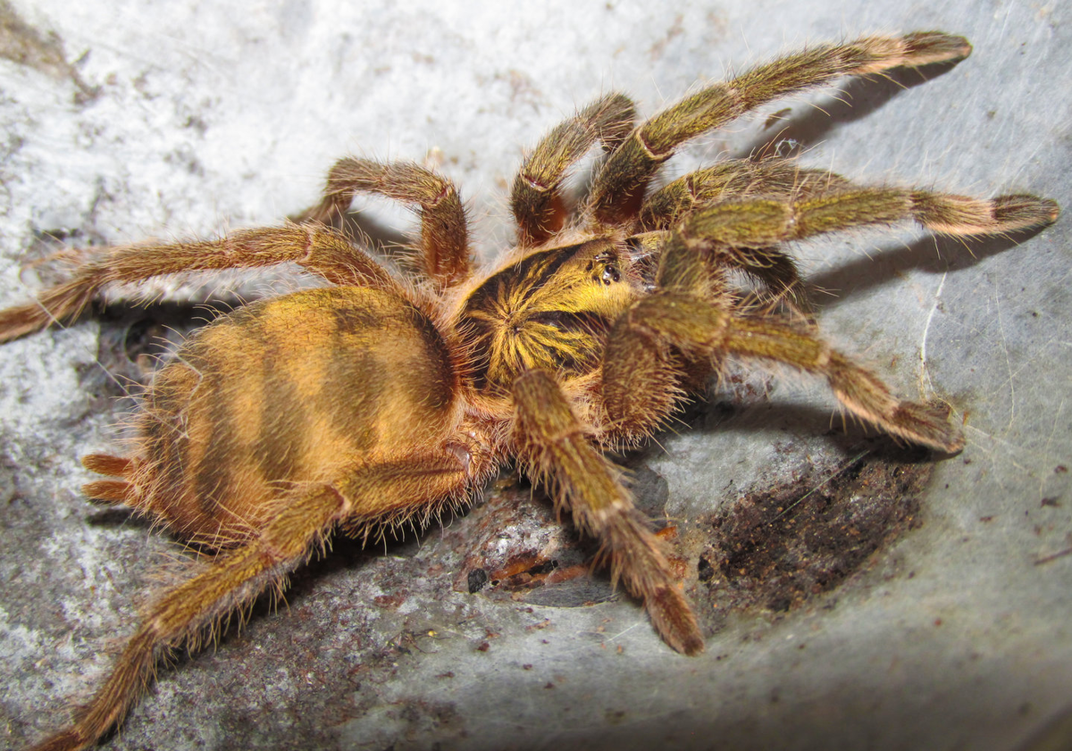  Не тот самый инсеи, но пример того как они выглядят (фото из Интернета)