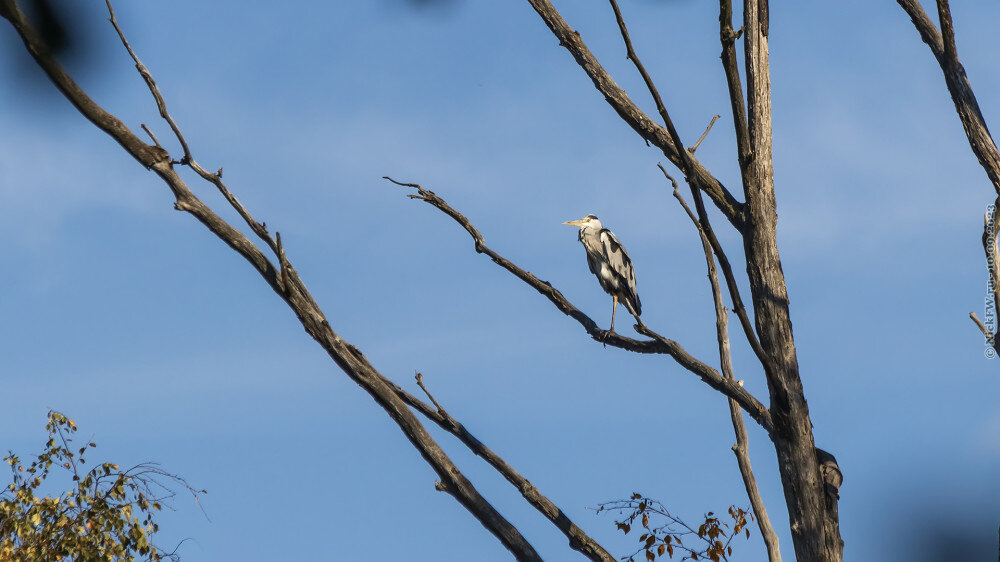 1. Серая цапля в Ульяновском лесопарке © NickFW.ru — 10.09.2023г.