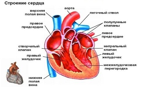 Экстрасистолы в сердце - лечение в Ростове-на-Дону. Что такое экстрасистолы и чем они опасны