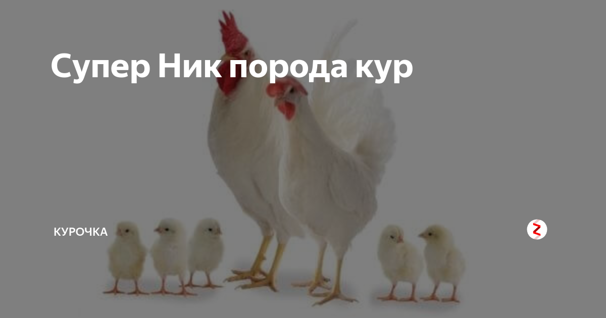 Корел ник порода кур. Кросс кур супер ник. Супер ник Браун ник куры. Курицы Браун ник яйценоскость. Курица породы супер ник характеристики.