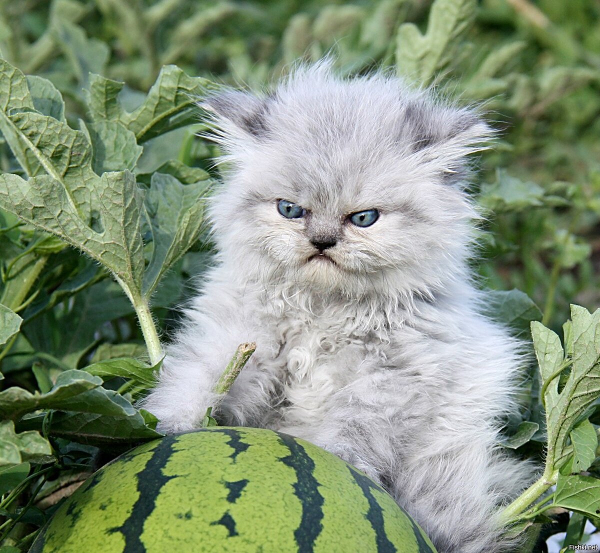 злой кот картинки