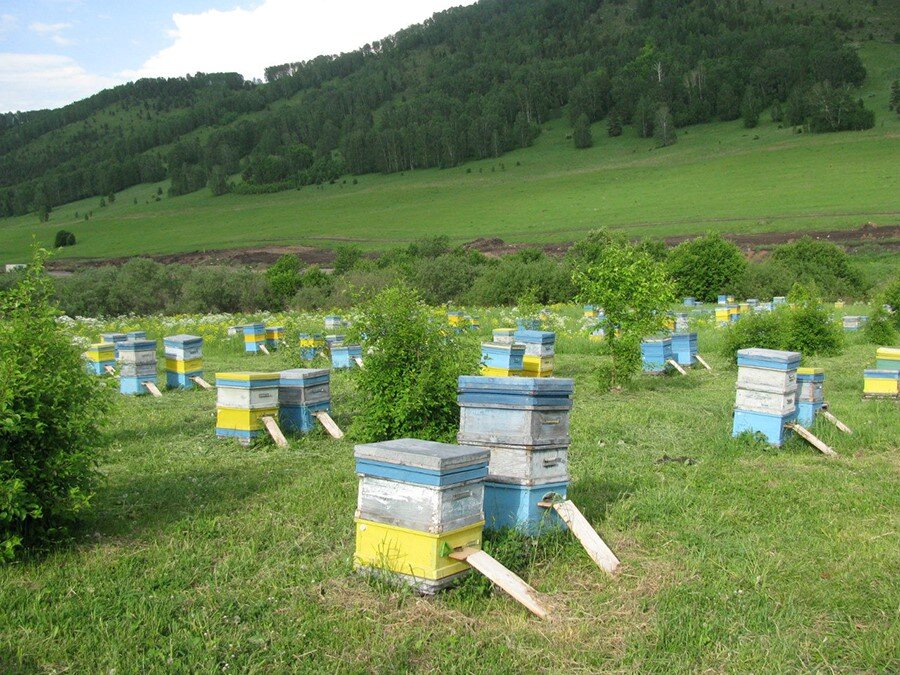 Контейнер для меда. Пчелы пасека. Улей продукты. Рамка соты. Упаковка для меда.