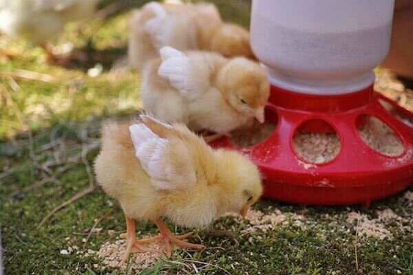 Способы изготовления комбикорма для цыплят своими руками