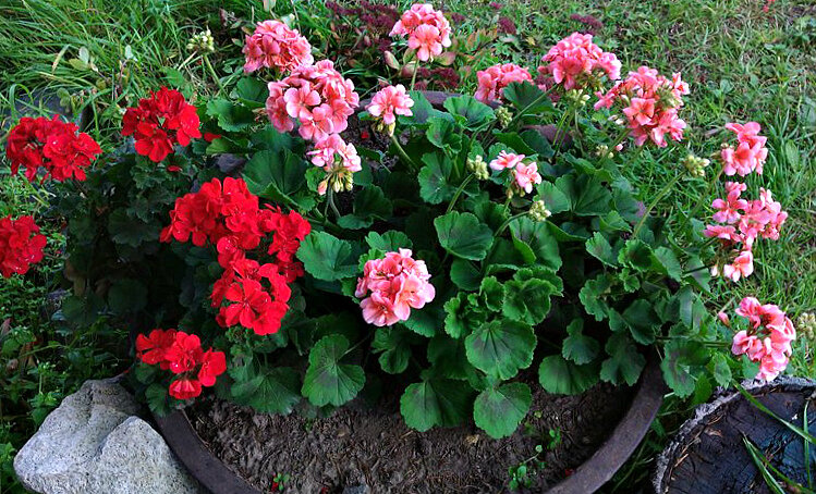 Герань в открытом грунте