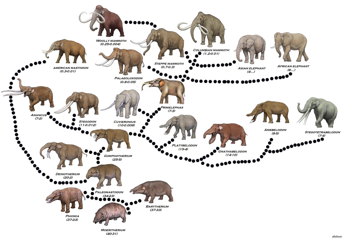 Происхождение породы животного. Древо эволюции хоботных. Предки слонов филогенетический ряд. Эволюция Мамонтов. Предки слонов и Мамонтов.