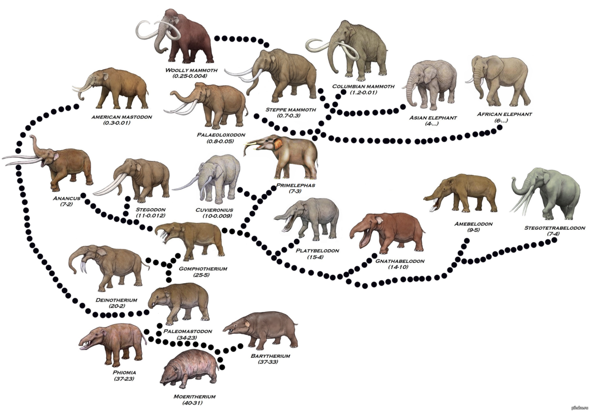 Каких древних животных считают. Древо эволюции хоботных. Предки слонов филогенетический ряд. Эволюция Мамонтов. Предки слонов и Мамонтов.