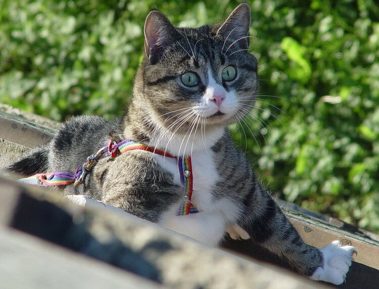 Дурацкий кот