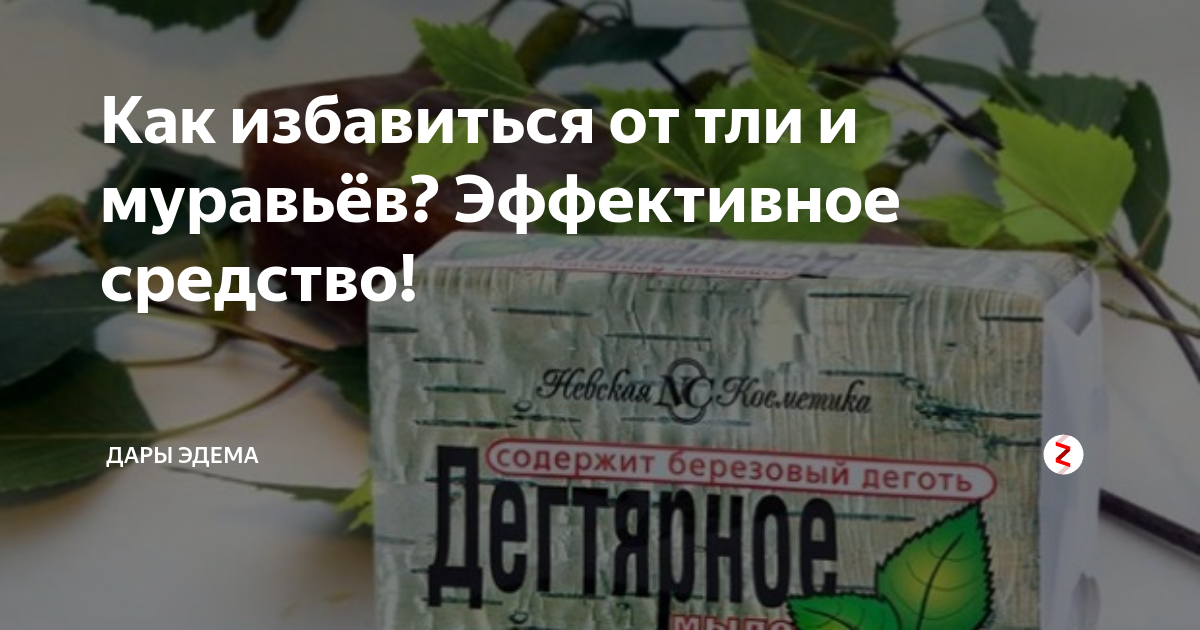 Дегтярное мыло для капусты от вредителей. Дегтярное мыло против тли. Дегтярное мыло от тли. Жидкое дегтярное мыло против тли. Раствор с дегтярным мылом.