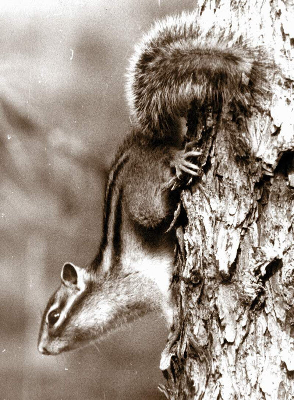 Самый страшный зверь в тайге. А зовут его - бурундюк...