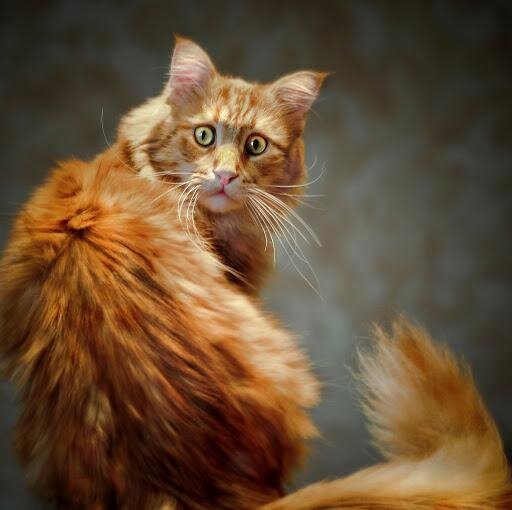 Случилось это в городе Харькове, в доме Щерыгиных, у которых был кот по кличке Никодим. Назвал его так дед Никодим Федорович.