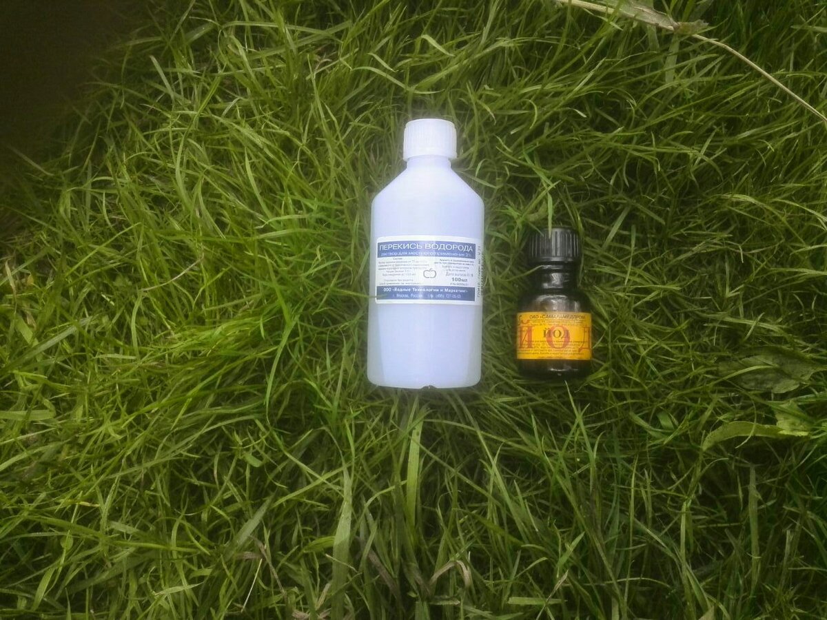 Подкормка герани йодом и перекисью водорода. Подкормка герани йодом и перекисью водорода. Полив рассады томатов перекисью. Перекись водорода для герани. Йод для цветов комнатных.