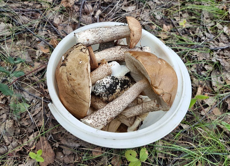 Удивительное дело, но идя за ордой грибников, не остались без грибов.
