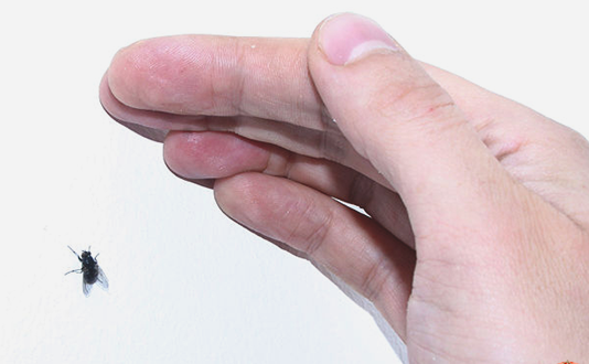 Муха очень легко увертывается ели пытаться поймать ее на лету