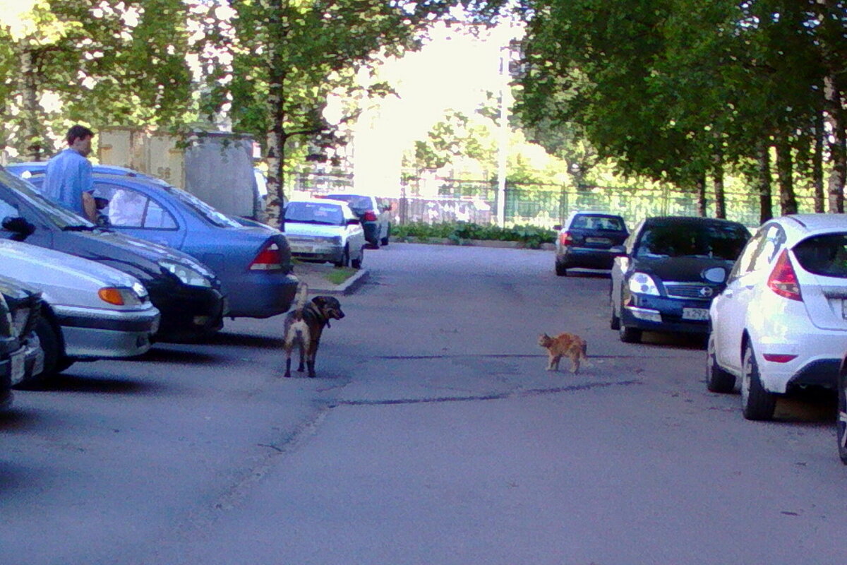 Боня и кошка