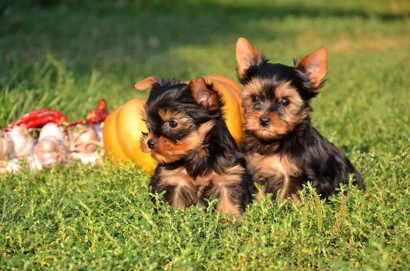 Как правильно воспитывать щенка йоркширского терьера