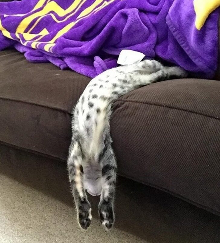 фото:  imgur.com