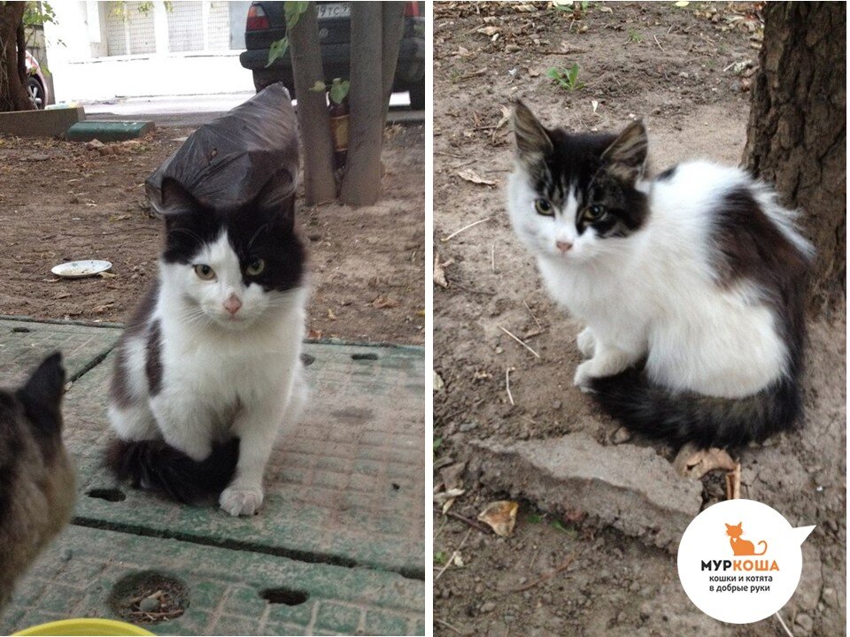 Тима и Тотошка при первой встрече с волонтером