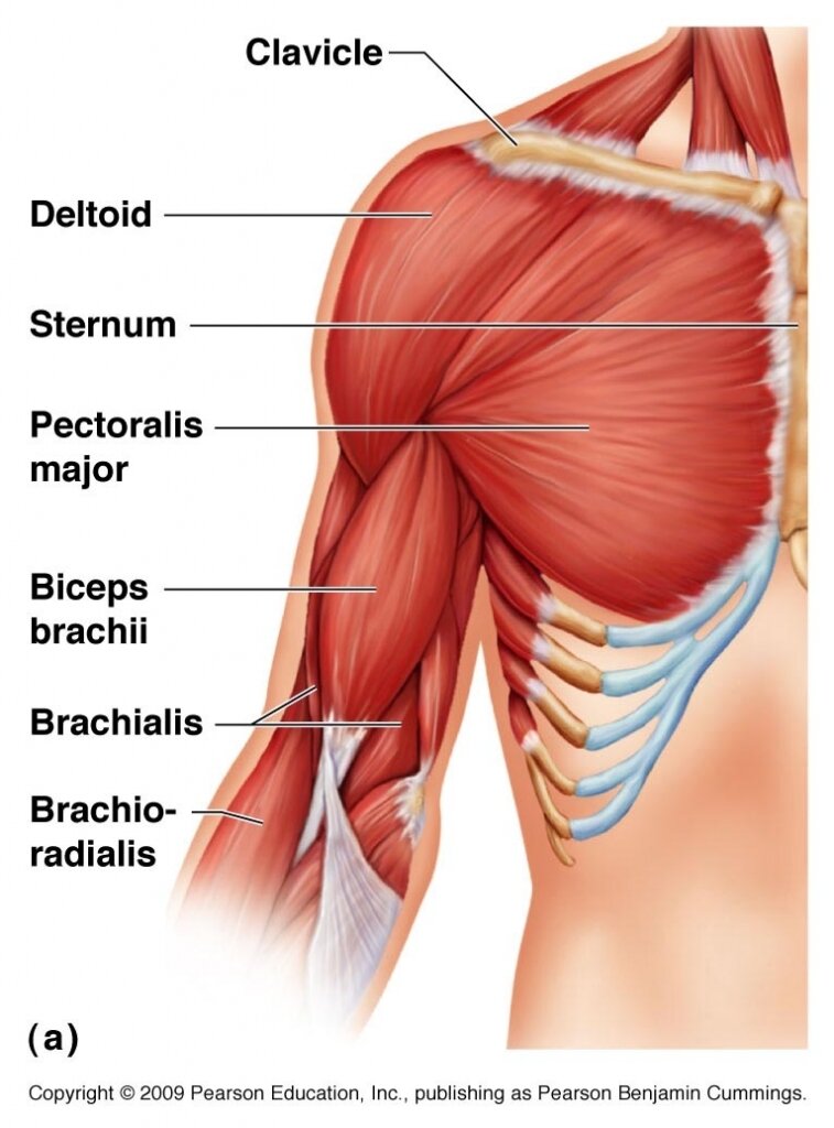 Фото: https://www.anatomylibrary.us/anatomy-of-biceps-brachii/anatomy-of-biceps-brachii-the-biceps-brachii-muscle-yoganatomy/