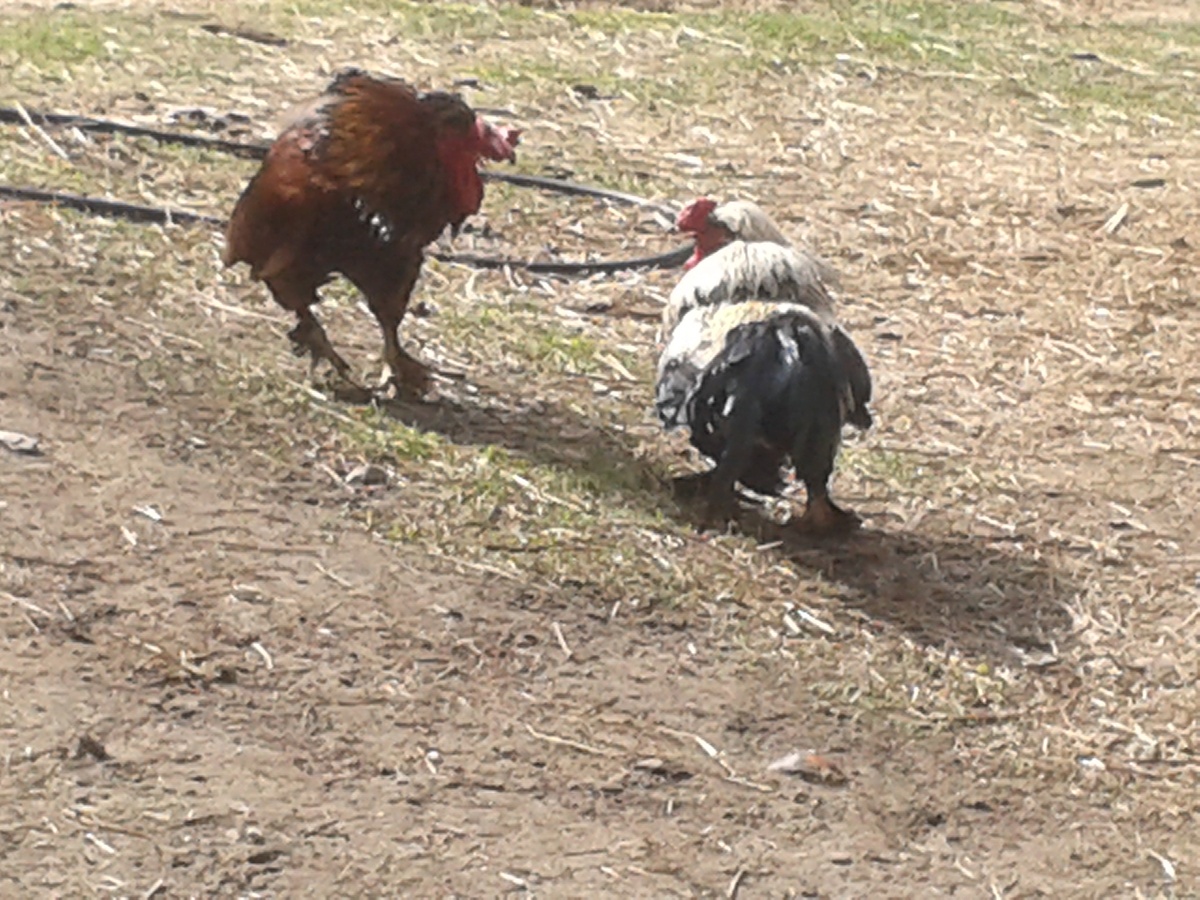 Петушиные бои.
