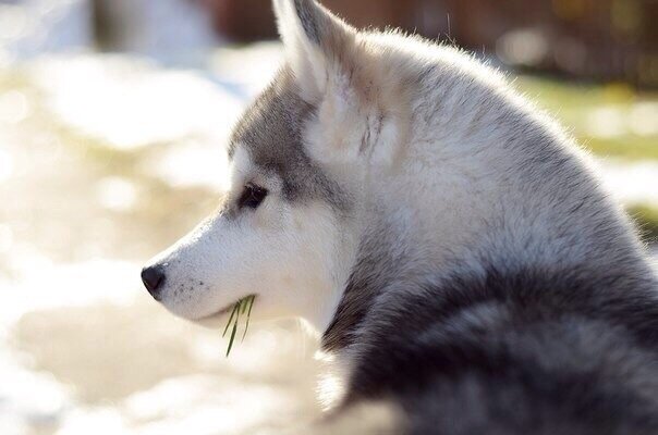Вот такой пусейчкой в 5,5 мес. она приехала к нам в дом. Мы ее пугливость списали на возраст, смену обстановки, а зря. 