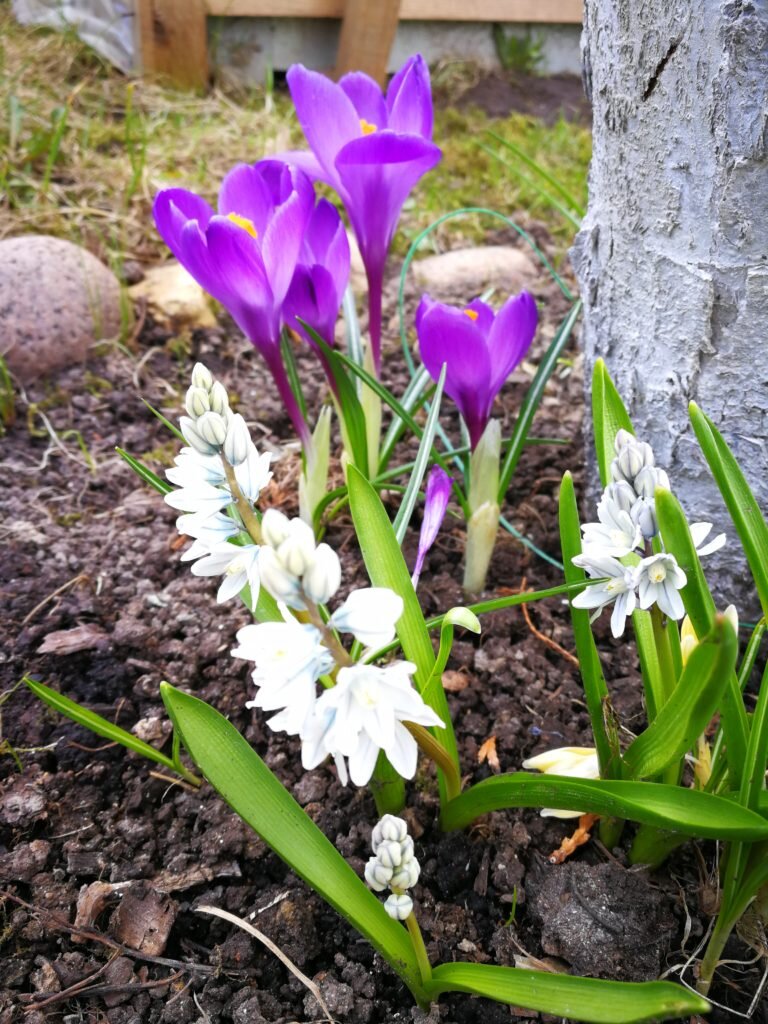 Весенние первоцветы