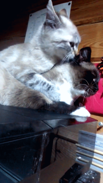 Мама - она самая любимая