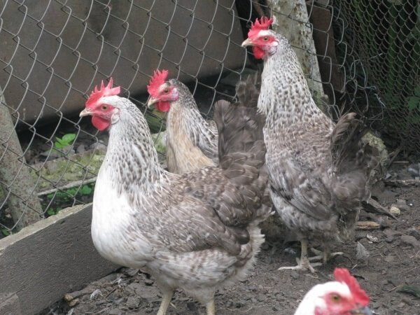 Особенности породы