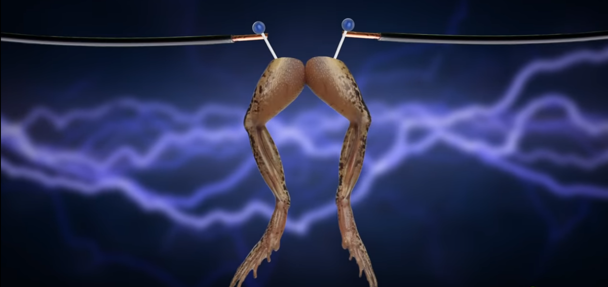 Однако он также предположил, что накопление лактата вызвало мышечную усталость, из-за которой лягушачьи лапки перестали прыгать.