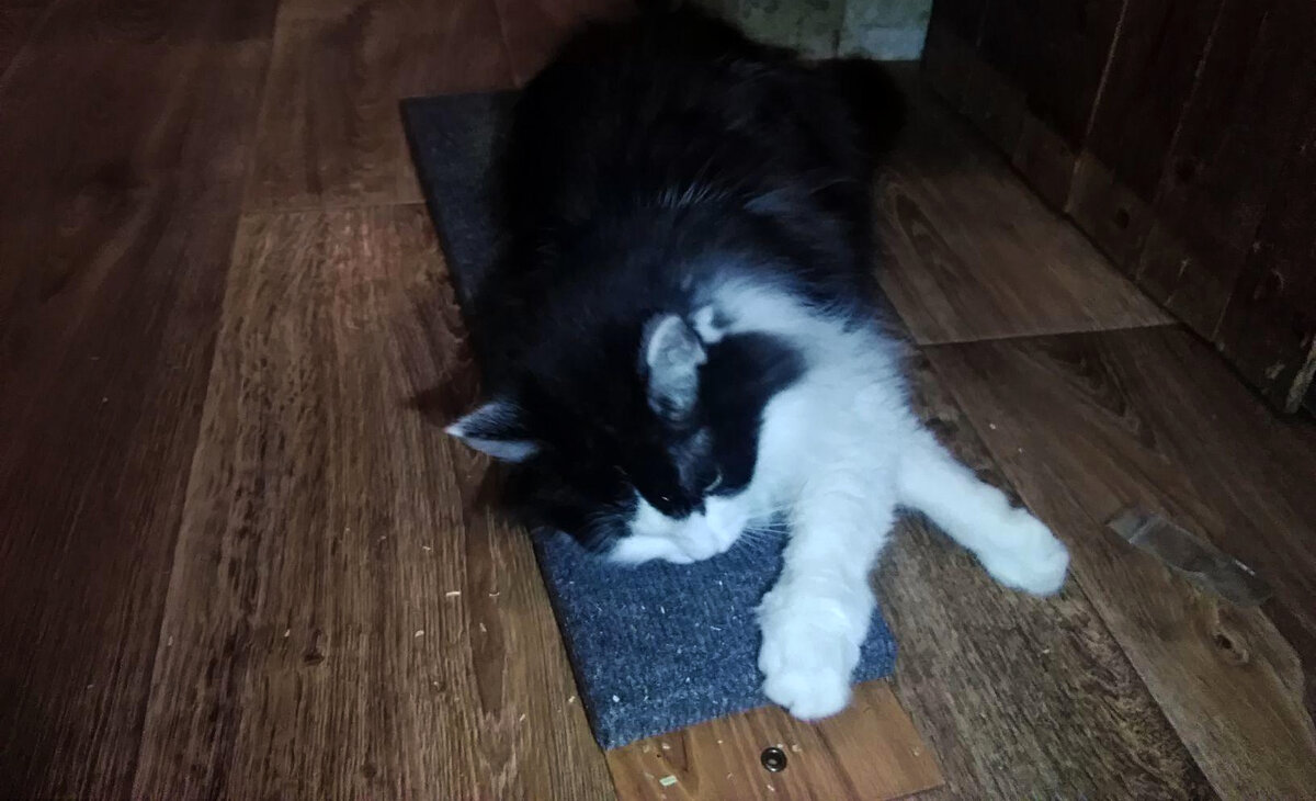 Иннокентий собственной персоной.