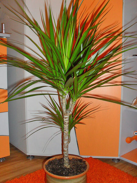 https://glav-dacha.ru/wp-content/uploads/2016/04/Dracena-v-interere-pomeshheniya.jpg