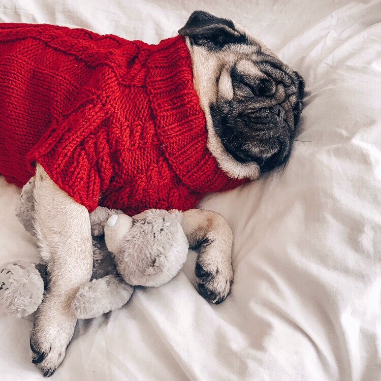 Очень часто Кекс кряхтит во сне или перебирает лапками, наверное куда -то бежит