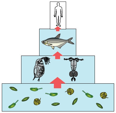         Пищевая цепь, по которой человеку передаются длинноцепочечные
 		 омега-3 ПНЖК, синтезированные диатомовыми, криптофитовыми
 		 и перидиниевыми микроводорослями (Гладышев М.И., 2012)
 