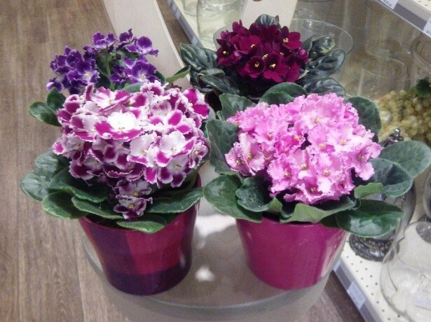 фиалка не цветет, что делать?