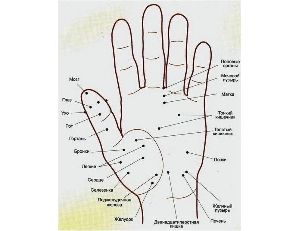 Активные точки на ладонях схема отвечающие за органы